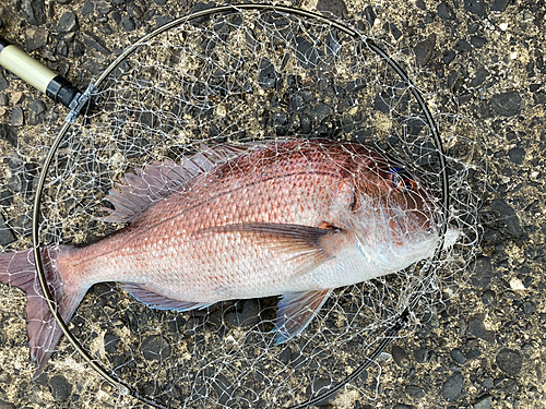 マダイの釣果