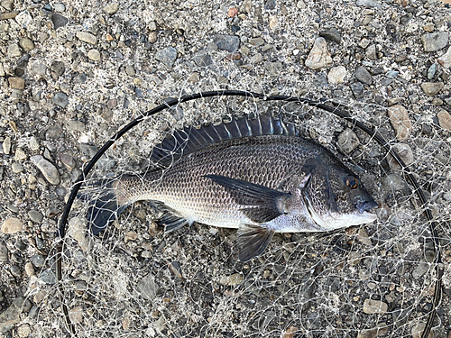 チヌの釣果