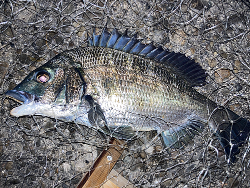 チヌの釣果