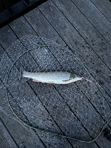 マルタウグイの釣果