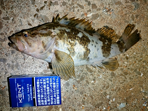 タケノコメバルの釣果