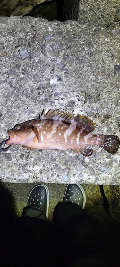 アコウの釣果