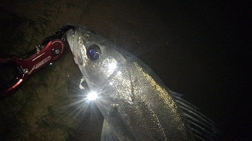 スズキの釣果