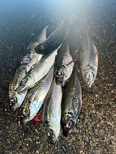 アジの釣果