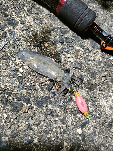 ヒイカの釣果