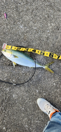メジロの釣果