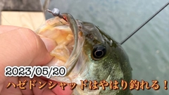 ブラックバスの釣果