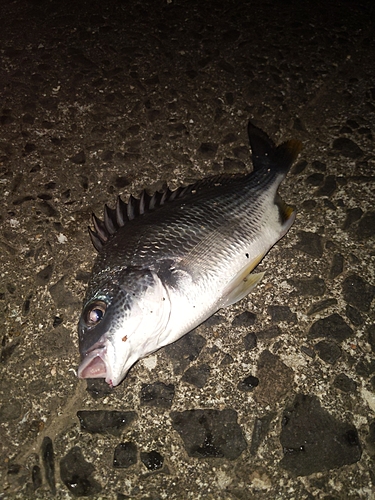 チヌの釣果