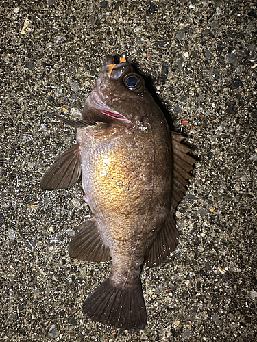 メバルの釣果