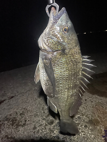 チヌの釣果