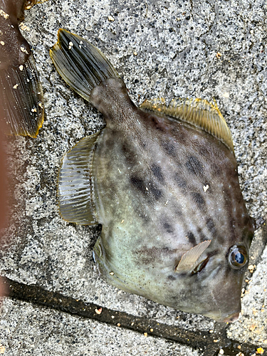 カワハギの釣果