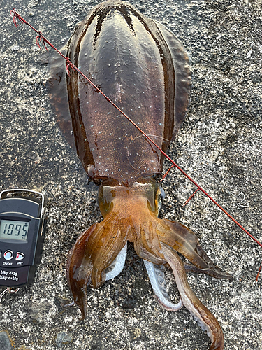 アオリイカの釣果