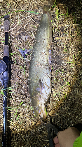 マナマズの釣果