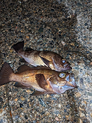 メバルの釣果