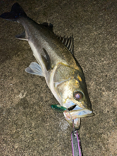 シーバスの釣果