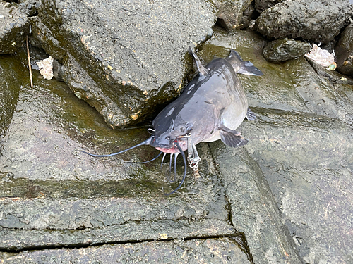 ナマズの釣果