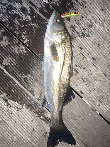 シーバスの釣果