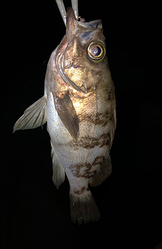 メバルの釣果