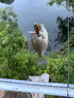 ブルーギルの釣果