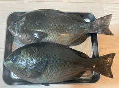 グレの釣果