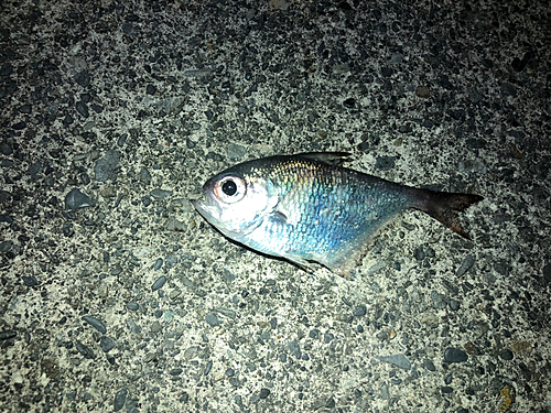 ハタンポの釣果