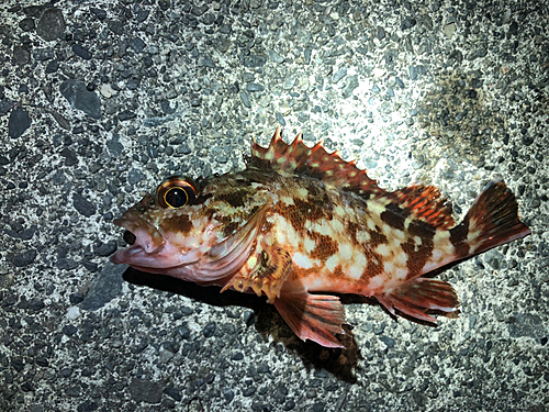 カサゴの釣果