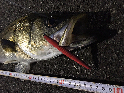 シーバスの釣果