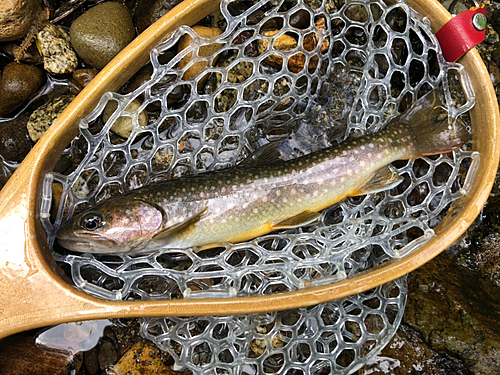 イワナの釣果