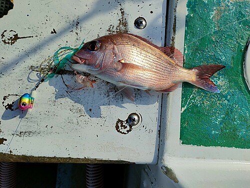 マダイの釣果