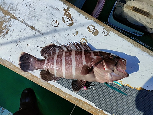 マハタの釣果