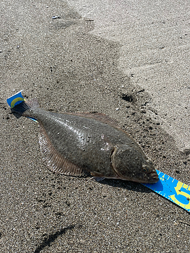 カレイの釣果