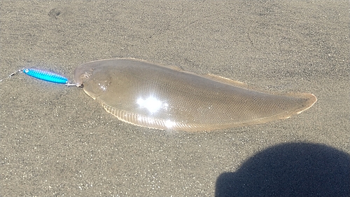 シタビラメの釣果