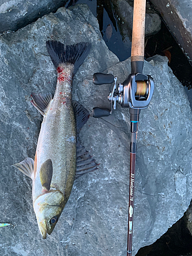 シーバスの釣果