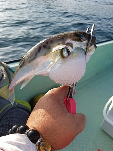 シロサバフグの釣果