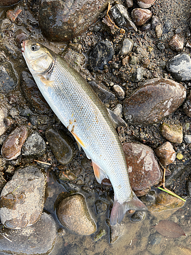 ウグイの釣果