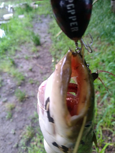 ナマズの釣果