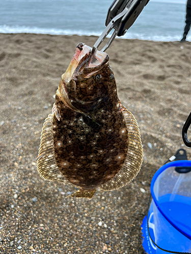 ソゲの釣果