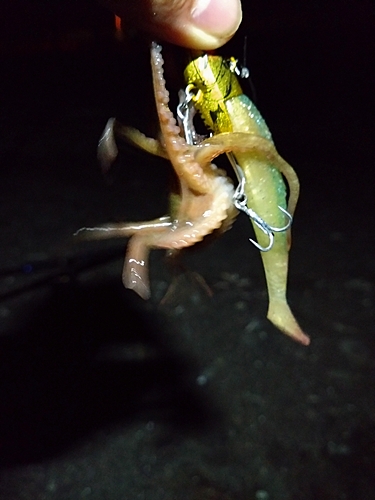 タコの釣果