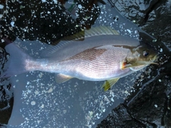 イサキの釣果