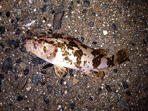 タケノコメバルの釣果