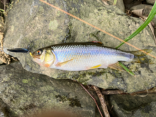 カワムツの釣果