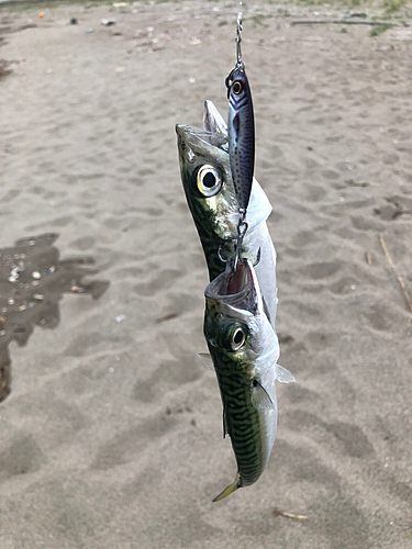 サバの釣果