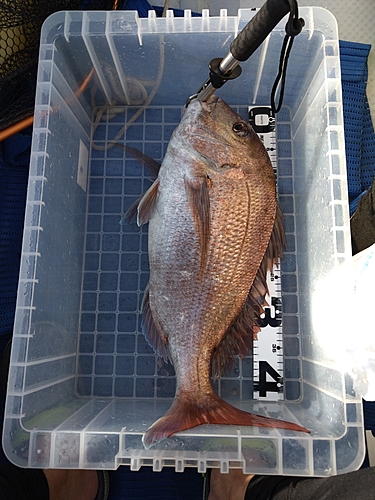 マダイの釣果