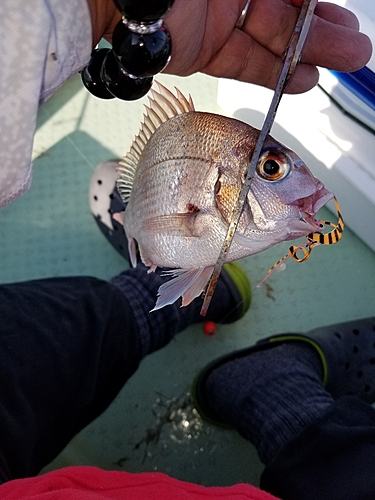 タイの釣果