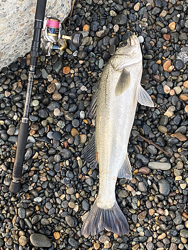 スズキの釣果