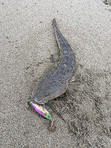 マゴチの釣果