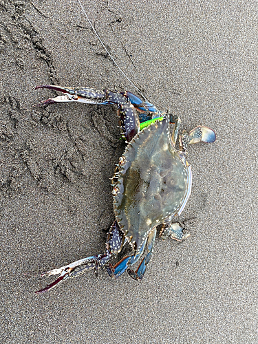 カニの釣果