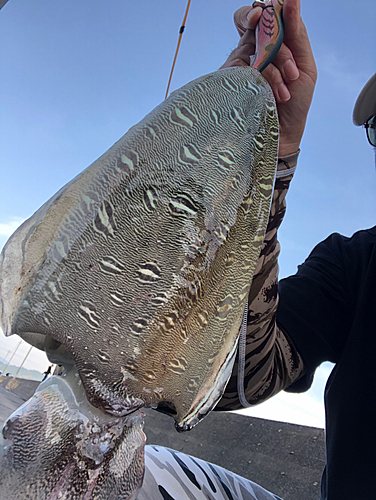 コウイカの釣果