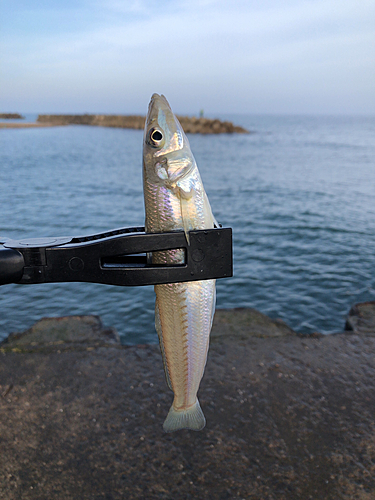 キスの釣果