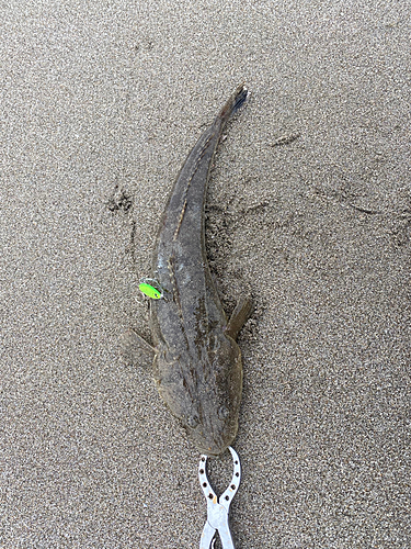 マゴチの釣果